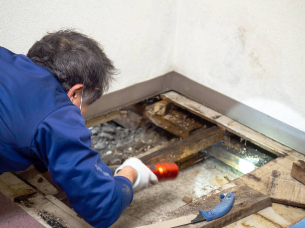 Best Black Mold Removal  in South Charleston, WV