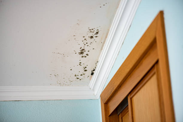 Certified Mold Removal in South Charleston, WV