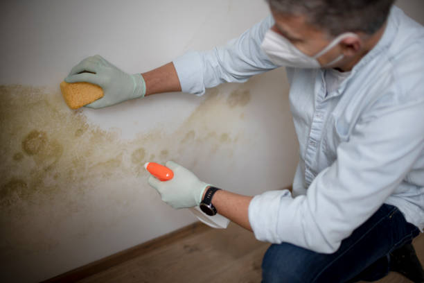 Best Certified Mold Removal  in South Charleston, WV