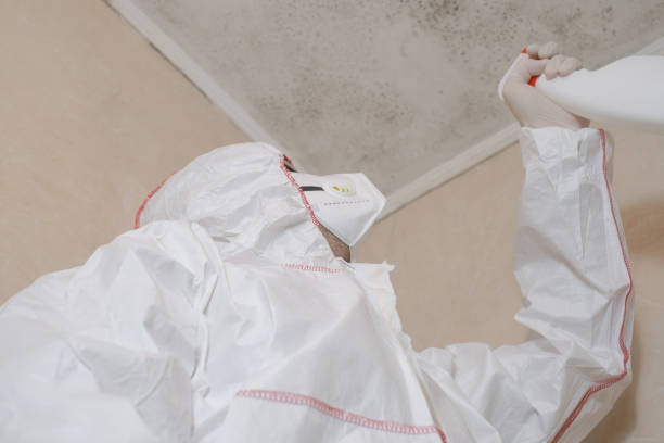 Best Certified Mold Removal  in South Charleston, WV