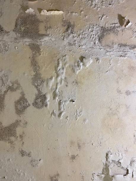 Best Mold Removal Near Me  in South Charleston, WV