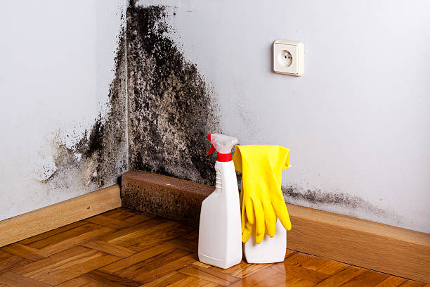 Best Affordable Mold Removal  in South Charleston, WV
