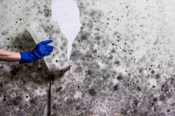 South Charleston, WV Mold Removal Company