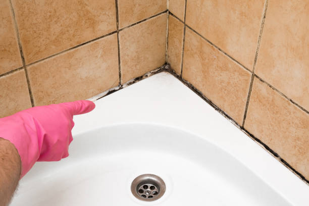 Best Home Mold Removal  in South Charleston, WV